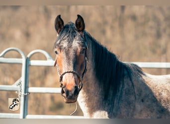 Berber, Hengst, 3 Jahre, 155 cm, Roan-Blue