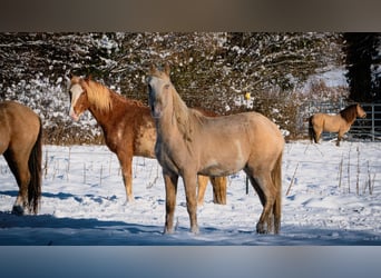 Berber, Hengst, 3 Jahre, 155 cm, Sabino