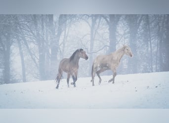 Berber, Hengst, 3 Jahre, 155 cm, Sabino