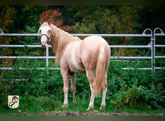 Berber, Hengst, 3 Jahre, 155 cm, Sabino