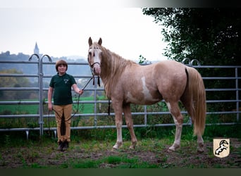 Berber, Hengst, 3 Jahre, 155 cm, Sabino
