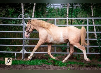 Berber, Hengst, 3 Jahre, 155 cm, Sabino