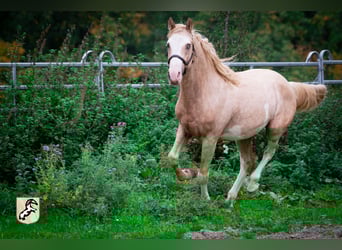 Berber, Hengst, 3 Jahre, 155 cm, Sabino