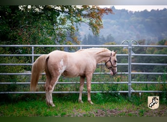 Berber, Hengst, 3 Jahre, 155 cm, Sabino