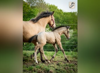 Berber, Hengst, 3 Jahre, 156 cm, Braunfalbschimmel