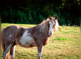 Berber, Hengst, 4 Jaar, 154 cm, Sabino