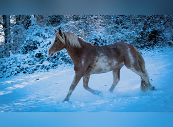 Berber, Hengst, 4 Jaar, 154 cm, Sabino