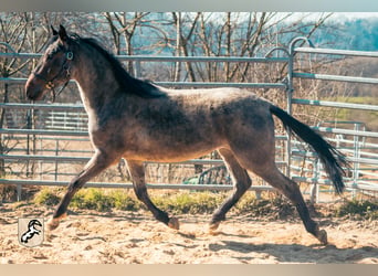Berber, Hengst, 4 Jaar, 155 cm, Roan-Blue