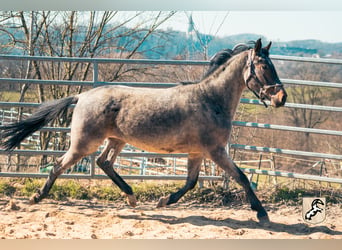 Berber, Hengst, 4 Jaar, 155 cm, Roan-Blue