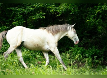 Berber, Hengst, 4 Jahre, 156 cm, Braunfalbschimmel