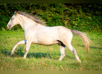 Berber, Hengst, 4 Jahre, 156 cm, Braunfalbschimmel