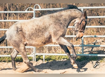 Berber, Hengst, 4 Jahre, 155 cm, Roan-Blue