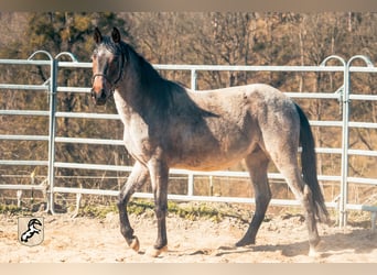 Berber, Hengst, 4 Jahre, 155 cm, Roan-Blue