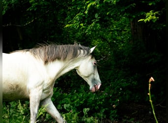 Berber, Hengst, 4 Jahre, 156 cm, Braunfalbschimmel