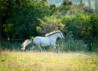 Berber, Hengst, 4 Jahre, 156 cm, Braunfalbschimmel