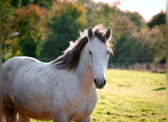 Berber, Hengst, 5 Jahre, 156 cm, Braunfalbschimmel