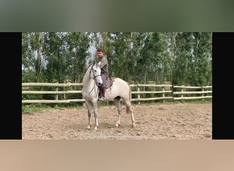 Berber, Hengst, 5 Jahre, 158 cm, Braunfalbschimmel