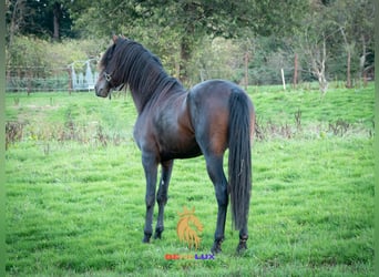 Berber, Hengst, 6 Jaar, 155 cm, Donkerbruin