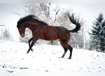 Berber, Hengst, 6 Jaar, 155 cm, Donkerbruin