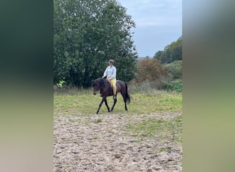 Berber, Hengst, 6 Jaar, 155 cm, Donkerbruin