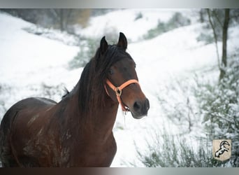 Berber, Hengst, 8 Jaar, 155 cm, Donkerbruin