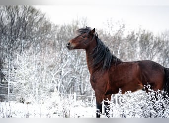 Berber, Hengst, 8 Jaar, 155 cm, Donkerbruin