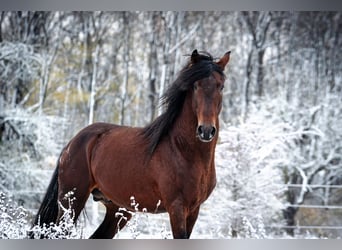 Berber, Hengst, 8 Jaar, 155 cm, Donkerbruin