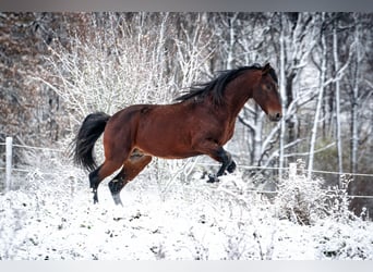 Berber, Hengst, 8 Jaar, 155 cm, Donkerbruin