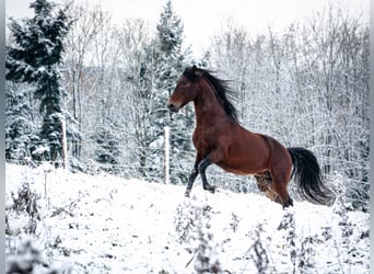 Berber, Hengst, 8 Jaar, 155 cm, Donkerbruin