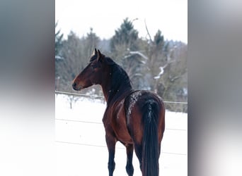 Berber, Hengst, 9 Jaar, 155 cm, Donkerbruin
