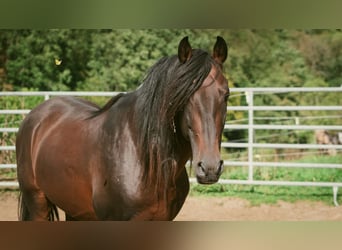 Berber, Hengst, 9 Jahre, 155 cm, Dunkelbrauner