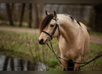 Berber, Hengst, 7 Jahre, 149 cm, Buckskin