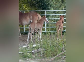 Berber, Hengst, Fohlen (07/2025), 154 cm, Kann Schimmel werden
