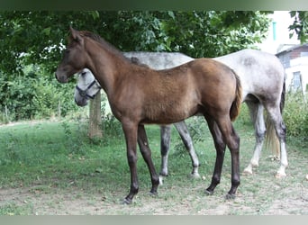 Berber, Hengst, Fohlen (02/2026), 155 cm