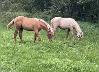 Berber, Hengst, Fohlen (04/2026), 155 cm, Palomino