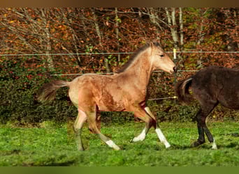 Berber, Hengst, Fohlen (06/2025), 159 cm, Buckskin