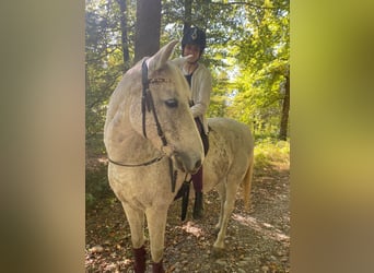 Berber, Mare, 12 years, 15.1 hh, Gray-Dapple