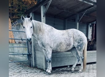 Berber, Mare, 12 years, 15.1 hh, Gray-Dapple