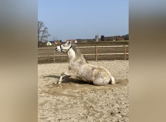 Berber, Mare, 12 years, 15.1 hh, Gray-Dapple