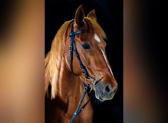 Berber, Mare, 19 years, 14.2 hh, Chestnut-Red