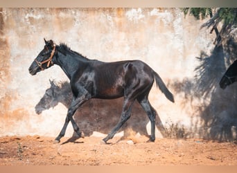 Berber, Stute, 1 Jahr, 15,1 hh, Rappe