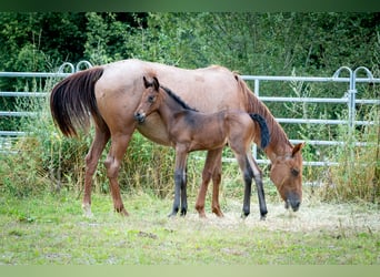 Berber, Stute, 1 Jahr, 15,1 hh, Rappe