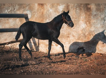 Berber, Stute, 1 Jahr, 15,1 hh, Rappe