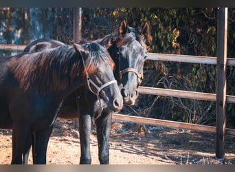 Berber, Stute, 1 Jahr, 15,1 hh, Rappe