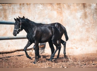 Berber, Stute, 1 Jahr, 15,1 hh, Rappe