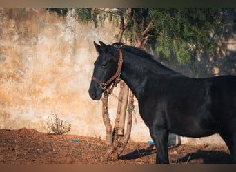 Berber, Stute, 1 Jahr, 15,1 hh, Rappe