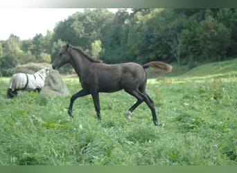 Berber, Mare, 1 year, 15.1 hh, Gray