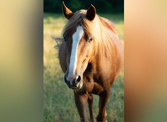 Berber, Mare, 21 years, 14,2 hh, Chestnut-Red