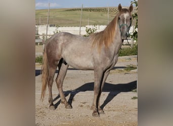 Berber, Mare, 2 years, 15,1 hh