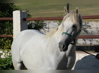 Berber, Mare, 2 years, 15,1 hh